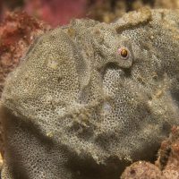 red-fingered anglerfish