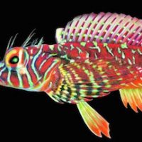 A fish.