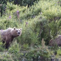 Grizzly bear sow and cub fishing for salmon.