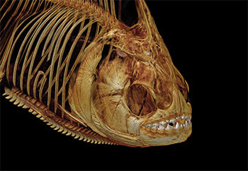 A CT Scan of a piranha fish, against a black background.