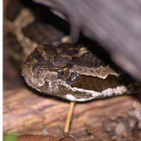 Rusty patched bumblebee (Bombus affinis; photo credit: Johanna James-Heinz), eastern massasauga rattlesnake (Sistrurus catenatus; photo credit: Nick Cairns), and willow flycatcher (Empidonax traillii; photo credit: Kelly Colgan Azar)