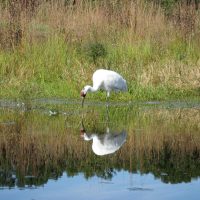 Photo of Whooping Crane