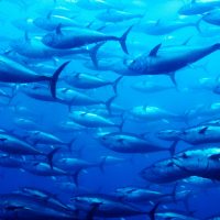 School of bluefin tuna