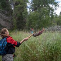 Kyla Bivens, an undergraduate student, uses a hooked pole to throw a dead sockeye salmon onto the bank of Hansen Creek.Dan DiNicola/University of Washington
