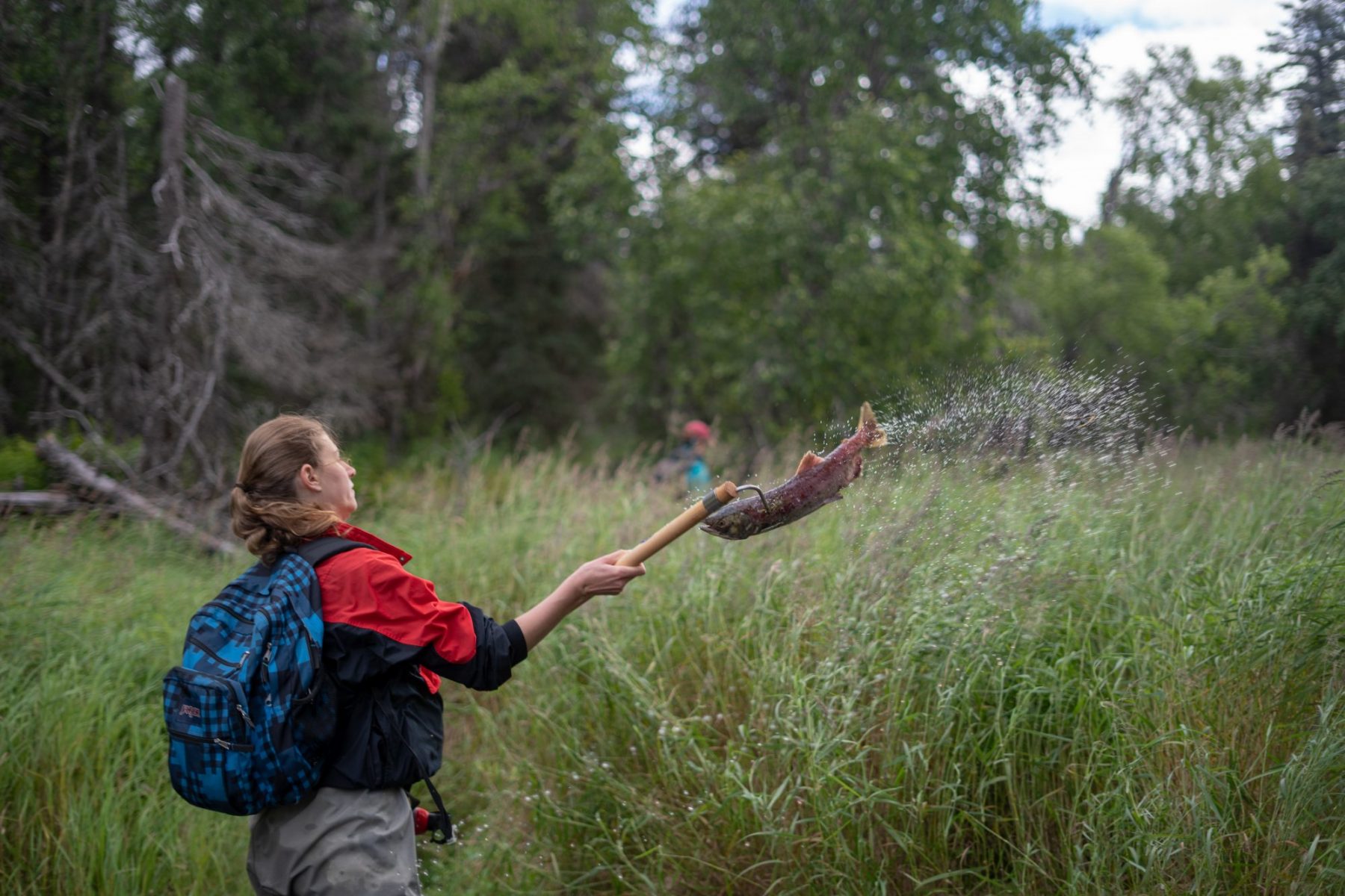 Kyla Bivens, an undergraduate student, uses a hooked pole to throw a dead sockeye salmon onto the bank of Hansen Creek.Dan DiNicola/University of Washington
