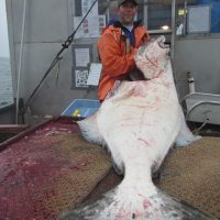 Allan Hicks with a 200+ pound Pacific halibut caught during the International Pacific Halibut Commission’s fishery-independent setline survey in 2018.