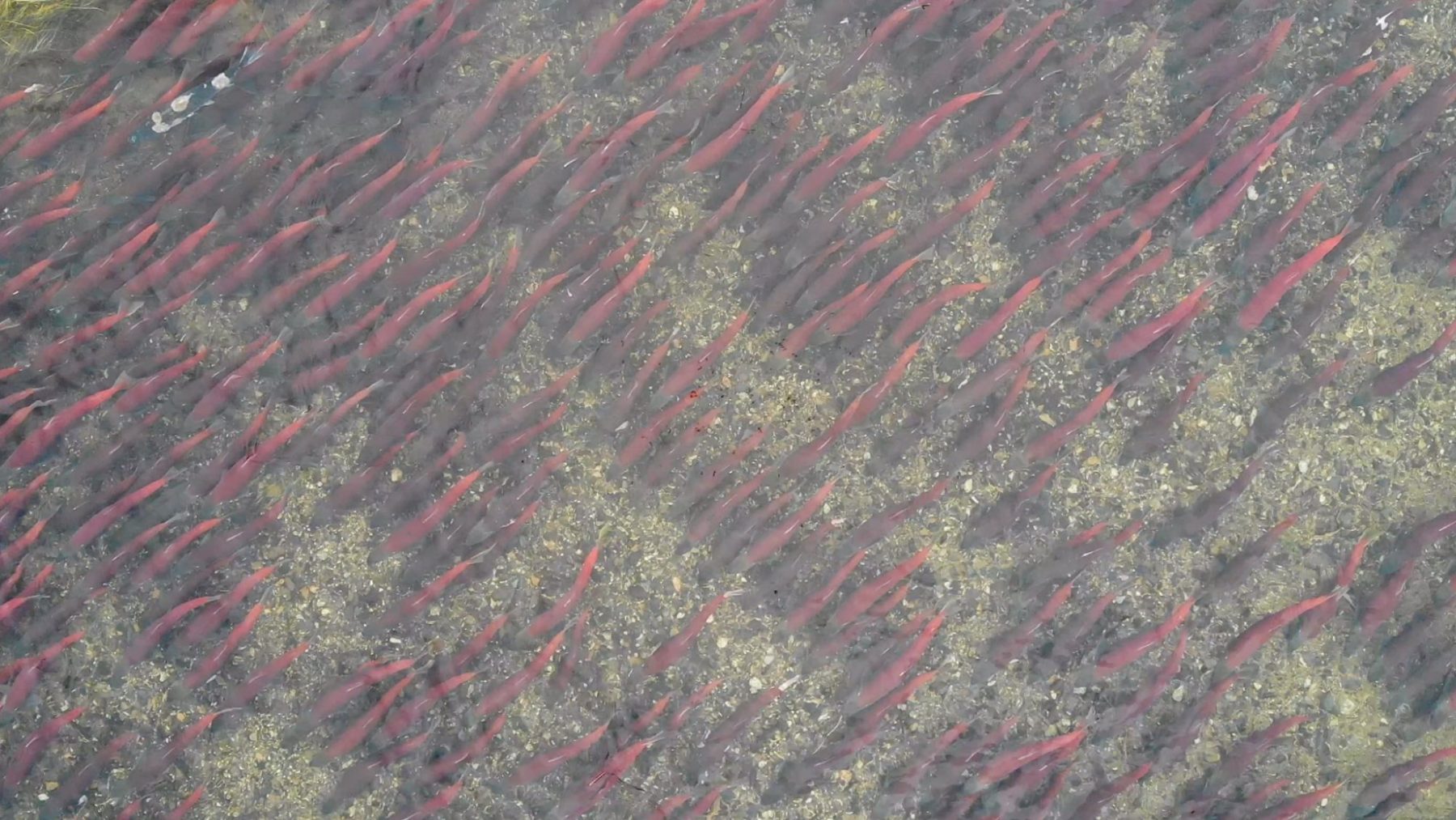 School of salmon staging at mouth of Sam Creek. 