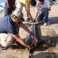 Sampling marlin catches in artisanal fisheries; El Salvador, 2013.