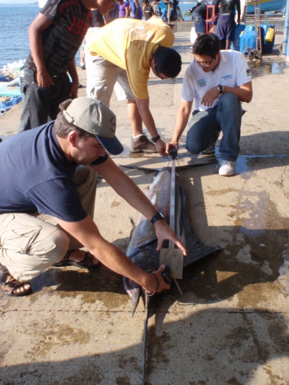 Sampling marlin catches in artisanal fisheries; El Salvador, 2013.