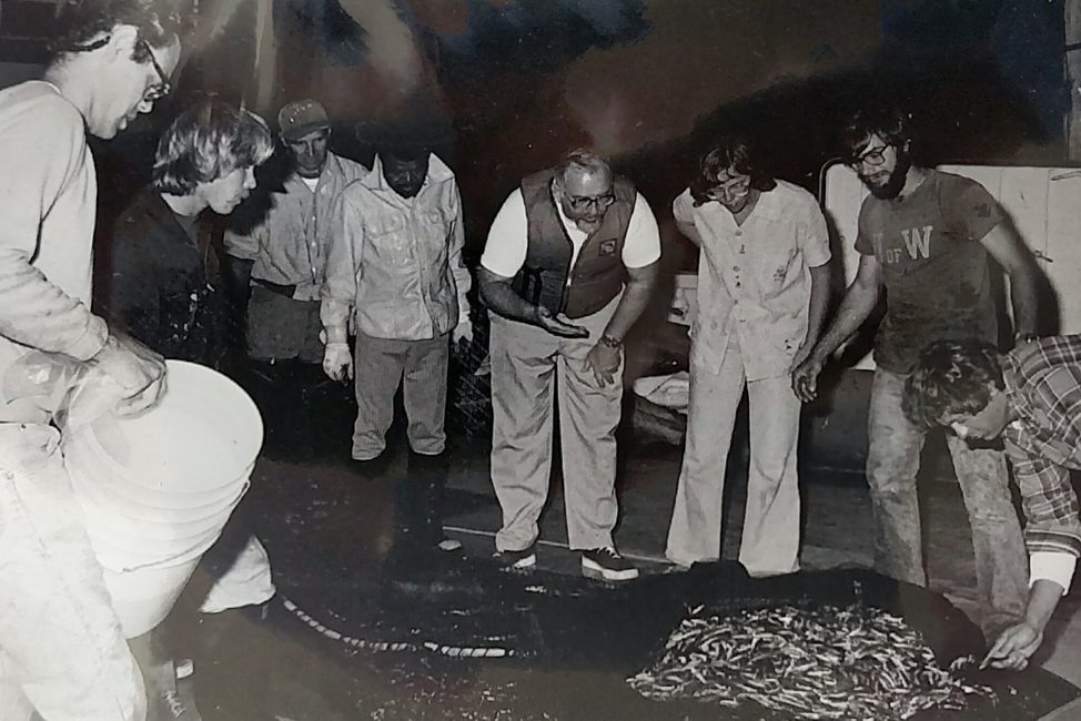 Sorting anchovy in 1998. Rick is in the U of W t-shirt. Immediately to the left of Rick is Gary Stauffer (MS, 1969; PhD, 1973) and Paul Smith is on his left.