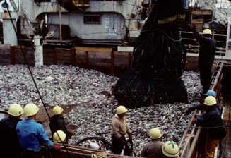 Observing walleye pollack aboard the Nissan Maru No.2