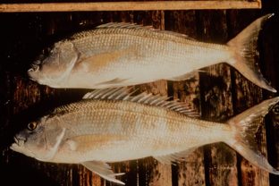 Opakapaka (Pristipomoides filamentosus), a pricey Hawaiian bottomfish.