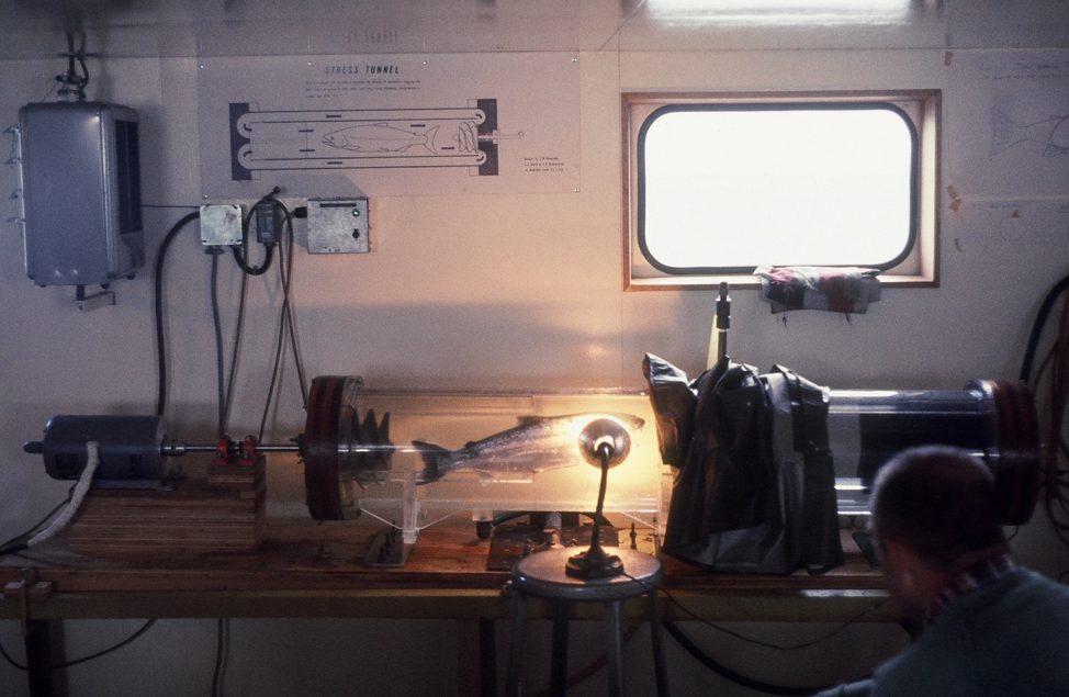 Lynwood Smith looks on at a catheterized adult salmon cruising in the swimming respirometer.