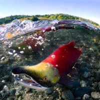 A spawning sockeye salmon looking at the camera underwater