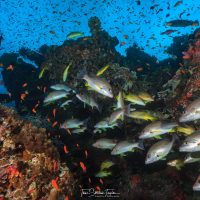 Fish swim along the Great Barrier Reef in Australia.