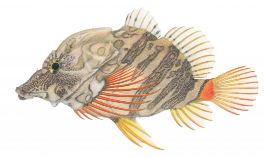 Rhamphocottus richardsonii