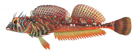 Jordania zonope