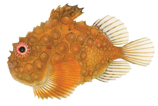 Eumicrotremus orbis (female)