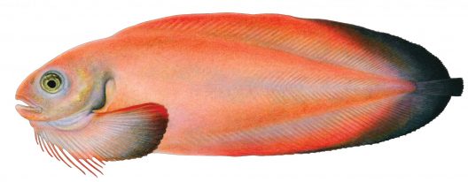 Careproctus melanurus