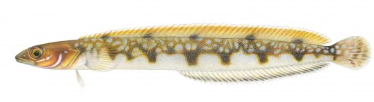 Lumpenopsis hypochroma