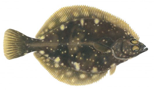 Lepidopsetta polyxystra