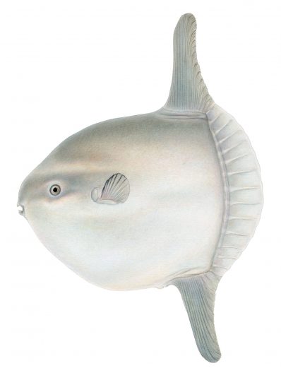 Mola mola