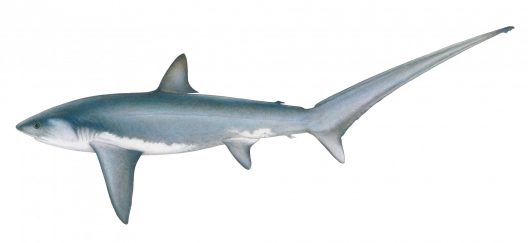 Alopias vulpinus