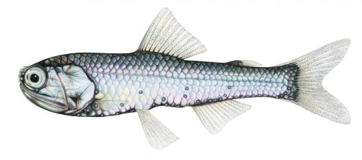 Diaphus theta