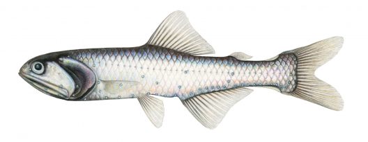 Nannobrachium regale