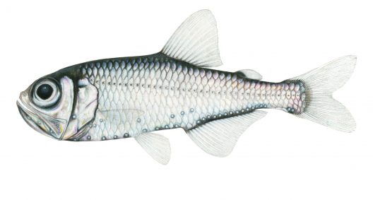 Protomyctophum crockeri