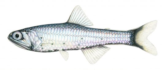 Stenobrachius leucopsarus