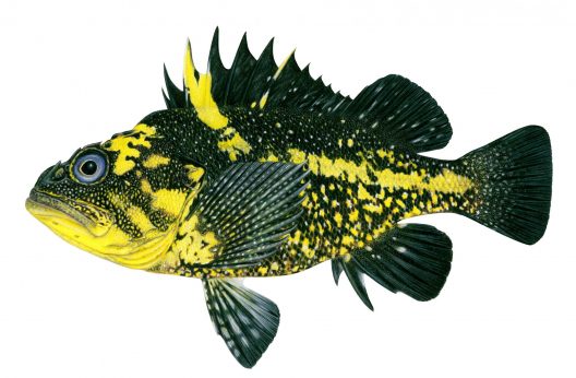 Sebastes nebulosus