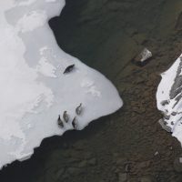 Five seals rest on the frozen surface of Iliamna Lake in Alaska.