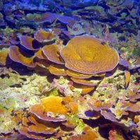 Corals that live in the mesophotic zone need very little light to survive.