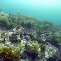 Corals and kelp.