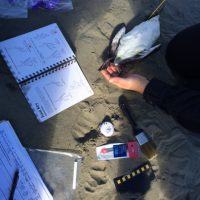 COASST citizen science volunteers identifying a seabird carcass in Ocean Shores, Washington.