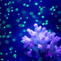 coral with microplastic surrounding it as neon dots