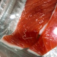An Anisakis worm is seen in a filet of salmon.