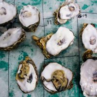 Empty Pacific oyster shells on a lab table