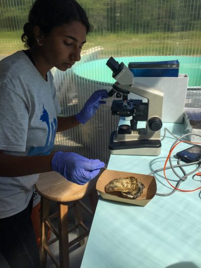 Venkataraman examines oyster reproductive tissue in the lab