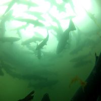 school of salmon underwater
