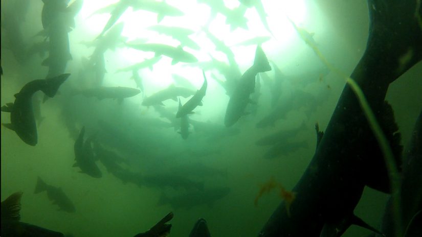 school of salmon underwater