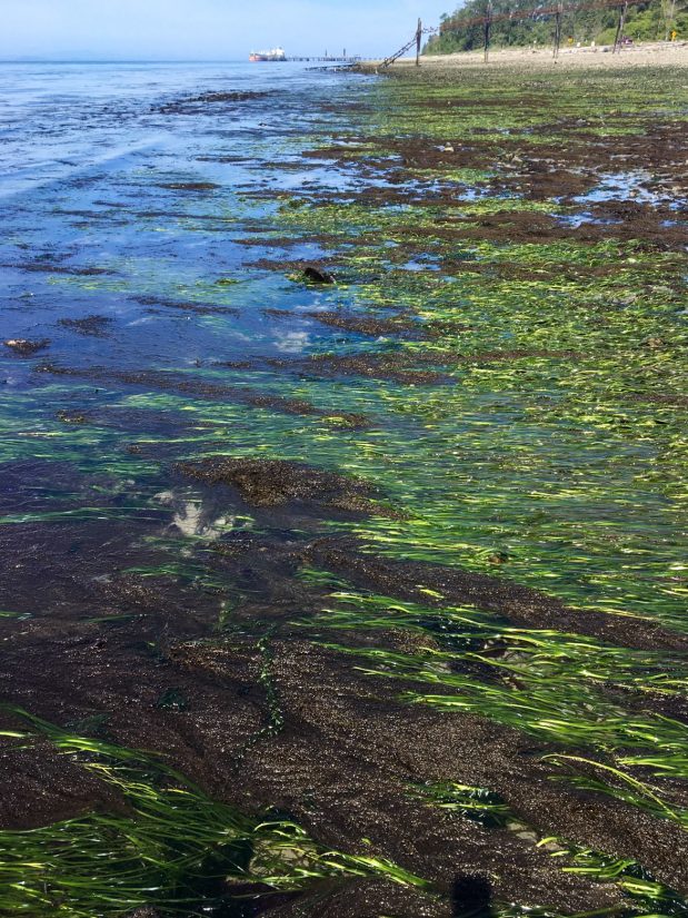 Cracking the genetic code of washington s eelgrass