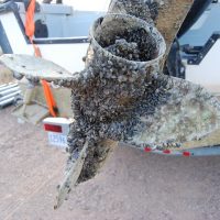 Invasive zebra mussels were considered in this study.USFWS Fish and Aquatic Conservation
