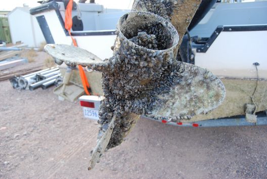 Invasive zebra mussels were considered in this study.USFWS Fish and Aquatic Conservation