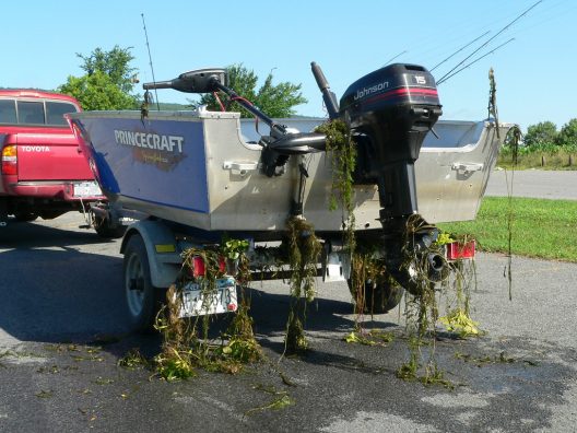 Invasive Eurasian milfoil entangled on a boat and trailer.NYS Department of Environmental Conservation