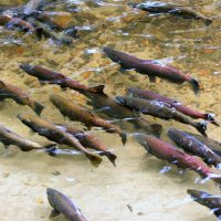 Chinook salmon spawning in a Pacific Northwest river