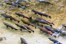 Chinook salmon spawning in a Pacific Northwest river