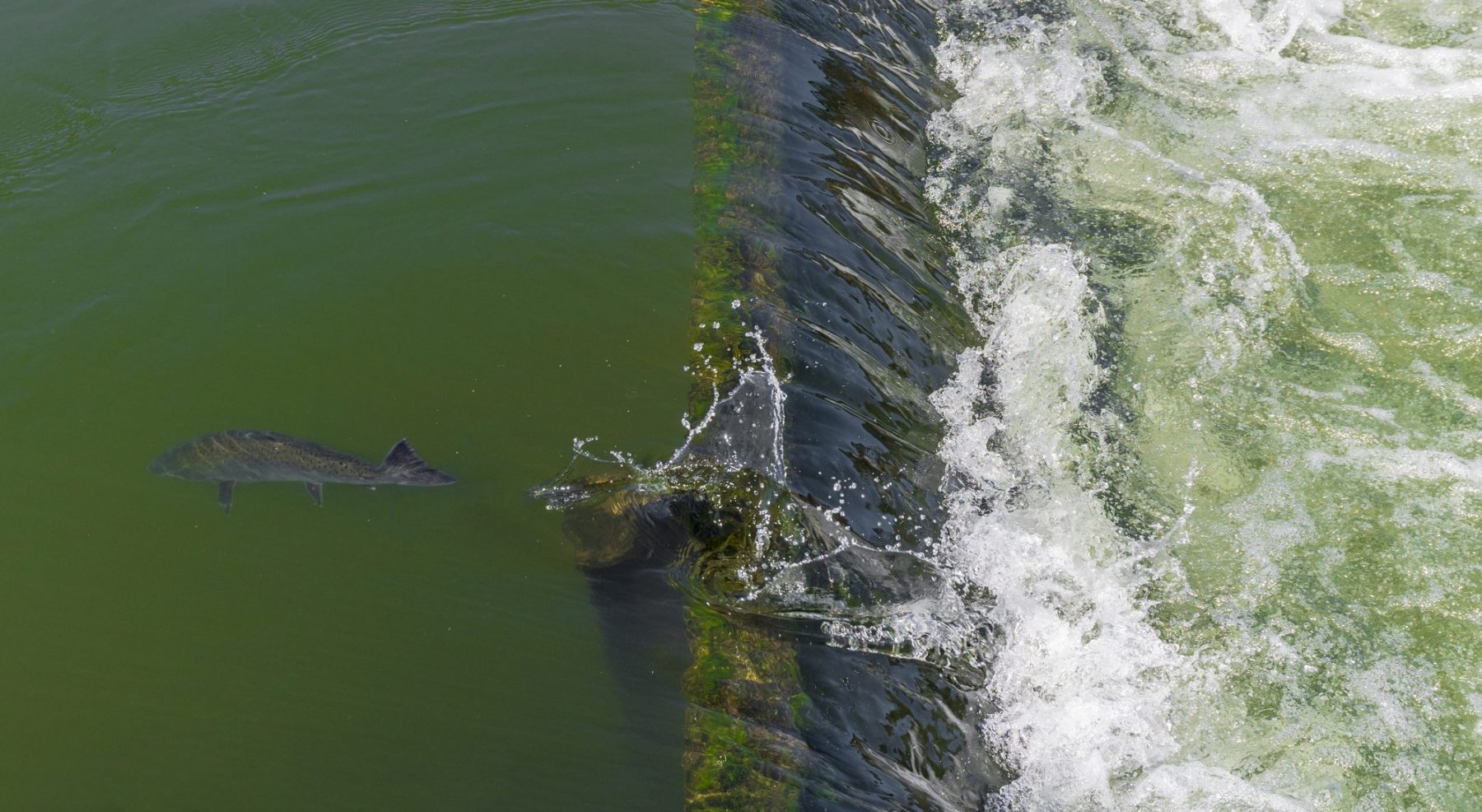 Chinook salmon benefit from social interactions when navigating fish