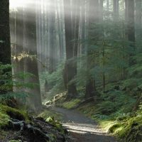 A trail surrounded by large trees